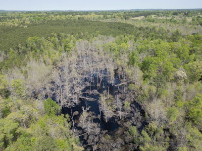 403+ Acre Hunting Paradise in Upshur County, TX - image 29