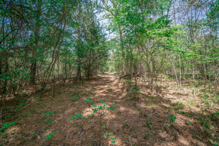 403+ Acre Hunting Paradise in Upshur County, TX - image 14