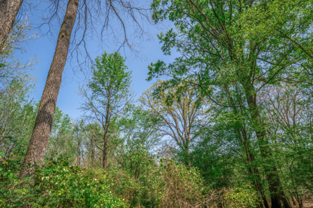 403+ Acre Hunting Paradise in Upshur County, TX - image 11
