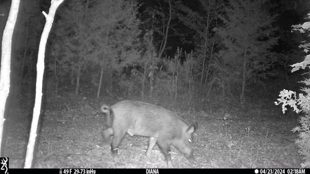 403+ Acre Hunting Paradise in Upshur County, TX - image 33