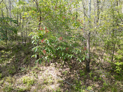 403+ Acre Hunting Paradise in Upshur County, TX - image 24