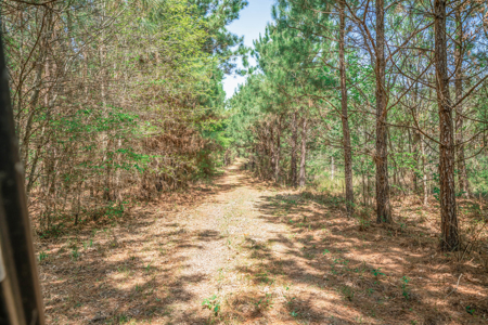 403+ Acre Hunting Paradise in Upshur County, TX - image 9