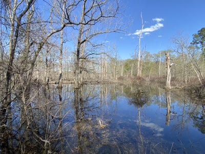 403+ Acre Hunting Paradise in Upshur County, TX - image 31