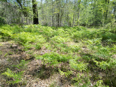 403+ Acre Hunting Paradise in Upshur County, TX - image 26
