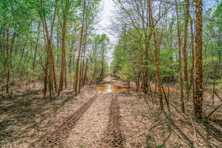 403+ Acre Hunting Paradise in Upshur County, TX - image 8