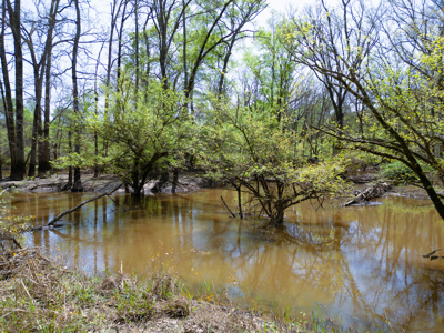 403+ Acre Hunting Paradise in Upshur County, TX - image 19