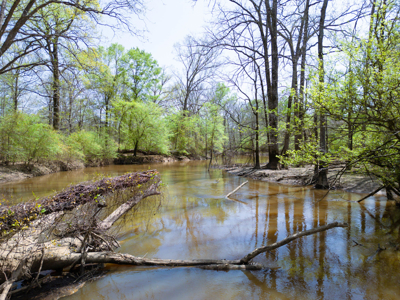 403+ Acre Hunting Paradise in Upshur County, TX - image 20