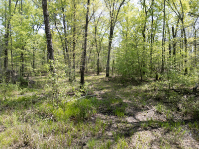 403+ Acre Hunting Paradise in Upshur County, TX - image 23