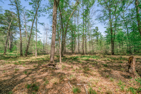 403+ Acre Hunting Paradise in Upshur County, TX - image 15