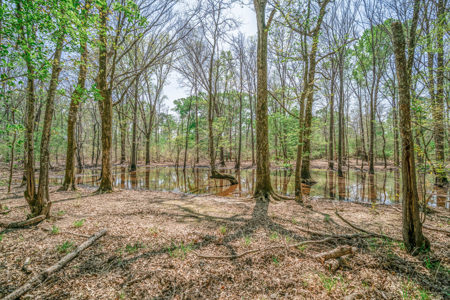 403+ Acre Hunting Paradise in Upshur County, TX - image 17