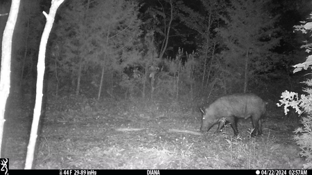 403+ Acre Hunting Paradise in Upshur County, TX - image 34