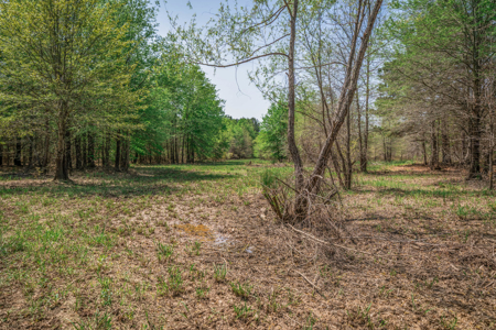 403+ Acre Hunting Paradise in Upshur County, TX - image 13