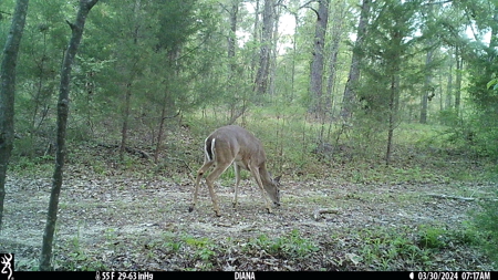 403+ Acre Hunting Paradise in Upshur County, TX - image 36