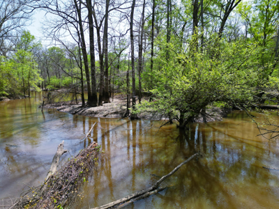 403+ Acre Hunting Paradise in Upshur County, TX - image 18