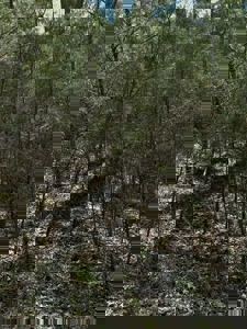 Lakefront Lot for sale in East Tennessee - image 5