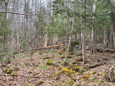 12 Acres with Potential in Monroe, Maine - image 12