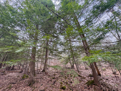 12 Acres with Potential in Monroe, Maine - image 13