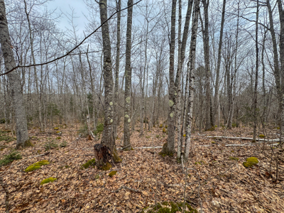 12 Acres with Potential in Monroe, Maine - image 8