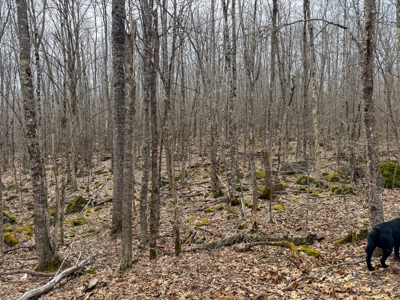 12 Acres with Potential in Monroe, Maine - image 14