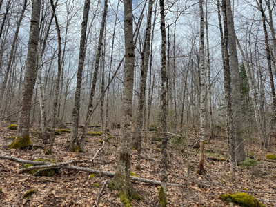 12 Acres with Potential in Monroe, Maine - image 9