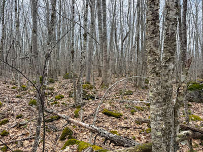 12 Acres with Potential in Monroe, Maine - image 16