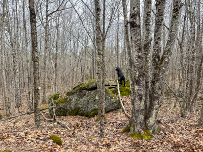 12 Acres with Potential in Monroe, Maine - image 19