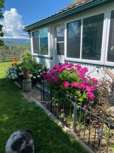 Country Home For Sale in Colorado with Irrigated Acreage - image 11
