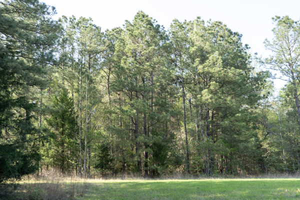 Longstraw 37 (Tract 3) Jackson Parish Timberland