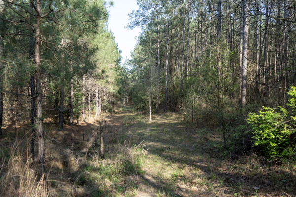 Longstraw 37 (Tract 3) Jackson Parish Timberland