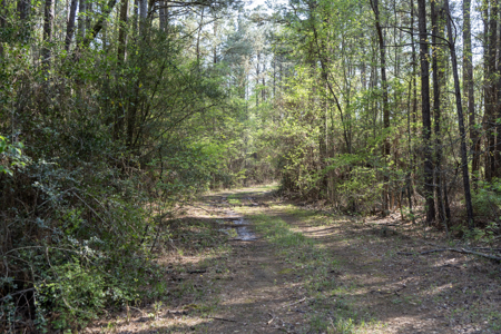 Longstraw 37 (Tract 3) Jackson Parish Timberland - image 39