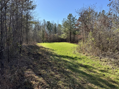 600 Acres Claiborne County Hunting Land Timber Investment - image 18