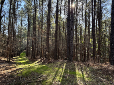 600 Acres Claiborne County Hunting Land Timber Investment - image 27