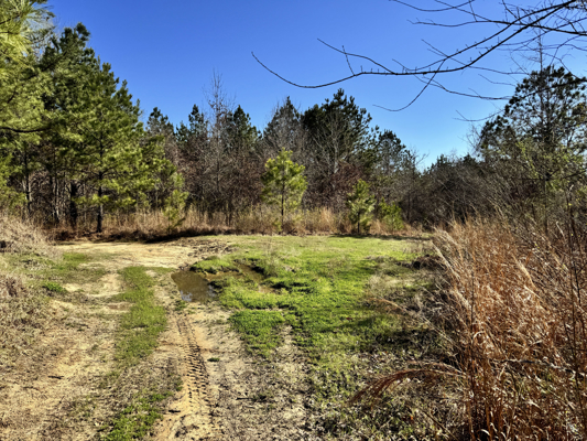 600 Acres Claiborne County Hunting Land Timber Investment