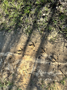600 Acres Claiborne County Hunting Land Timber Investment - image 21