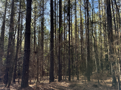 600 Acres Claiborne County Hunting Land Timber Investment - image 24