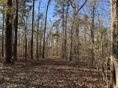 600 Acres Claiborne County Hunting Land Timber Investment - image 37