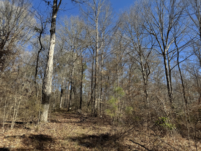 600 Acres Claiborne County Hunting Land Timber Investment - image 12