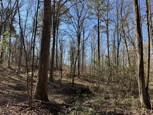 600 Acres Claiborne County Hunting Land Timber Investment
