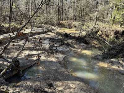600 Acres Claiborne County Hunting Land Timber Investment - image 7