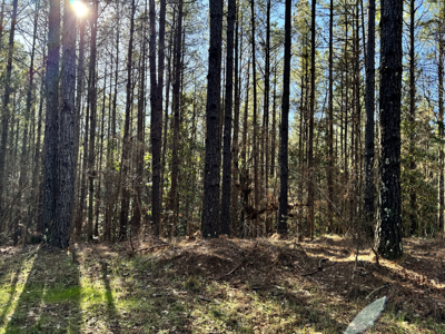 600 Acres Claiborne County Hunting Land Timber Investment - image 26