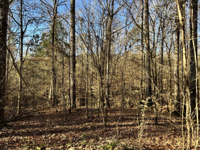 600 Acres Claiborne County Hunting Land Timber Investment - image 40