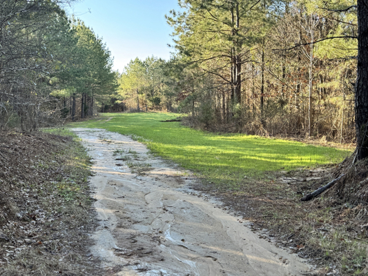 600 Acres Claiborne County Hunting Land Timber Investment