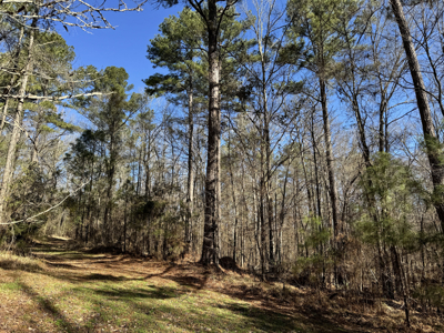 600 Acres Claiborne County Hunting Land Timber Investment - image 17