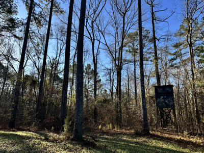 600 Acres Claiborne County Hunting Land Timber Investment - image 41