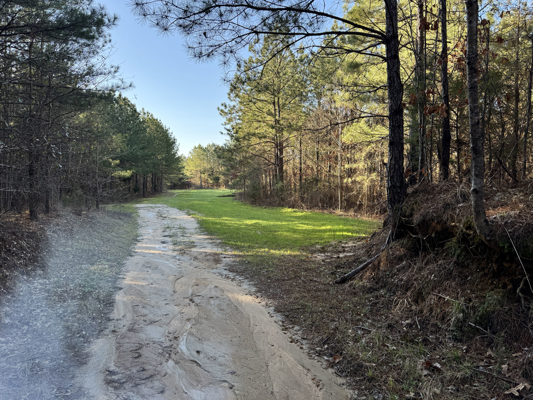 600 Acres Claiborne County Hunting Land Timber Investment