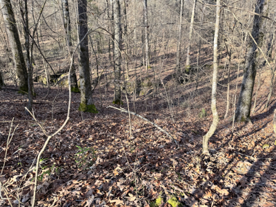 600 Acres Claiborne County Hunting Land Timber Investment - image 34