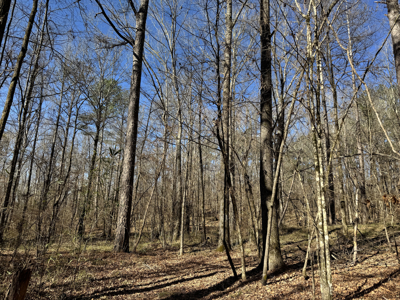 600 Acres Claiborne County Hunting Land Timber Investment - image 15
