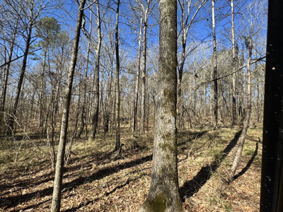 600 Acres Claiborne County Hunting Land Timber Investment - image 9