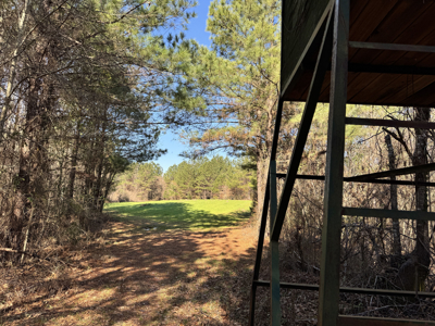 600 Acres Claiborne County Hunting Land Timber Investment - image 19