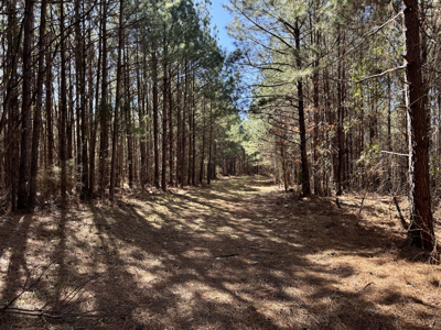 600 Acres Claiborne County Hunting Land Timber Investment - image 6